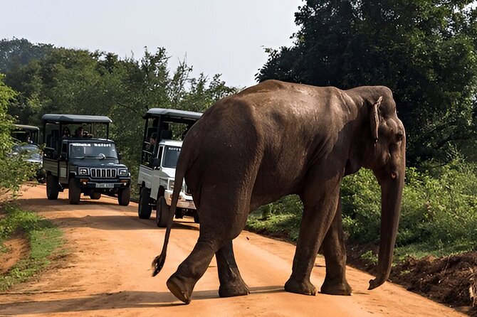 Private Tour from Tangalle to Ella with Udawalawe Safari - What’s Included and What to Consider