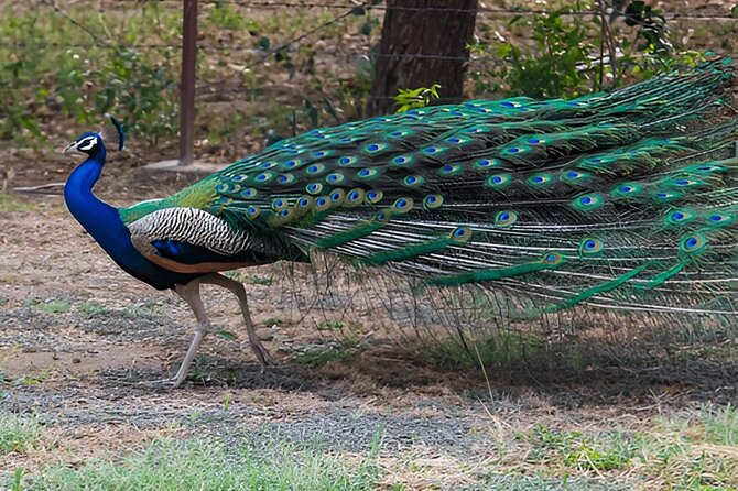 Private Tour from Tangalle to Ella with Udawalawe Safari - Key Points