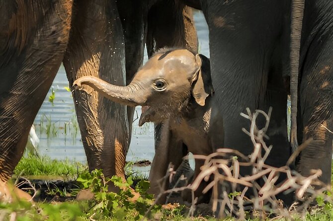 Private Tour from Tangalle to Ella with Udawalawe Safari - The Sum Up