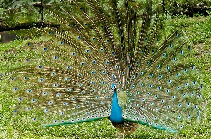 Private Tour from Tangalle to Ella with Udawalawe Safari - The Authentic Experience: What Reviewers Say