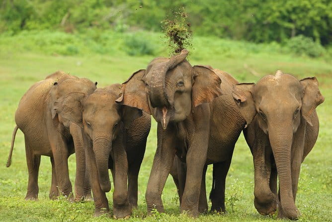 Udawalawe National Park Safari from Tangalle - Key Points