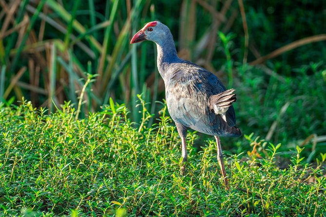 Bundala National Park Safari from Tangalle - Cost and Value Analysis