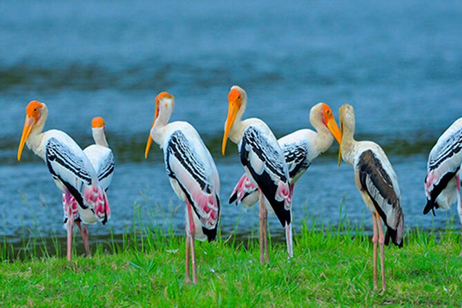 Bundala National Park Safari from Tangalle - Detailed Review of the Tour Experience