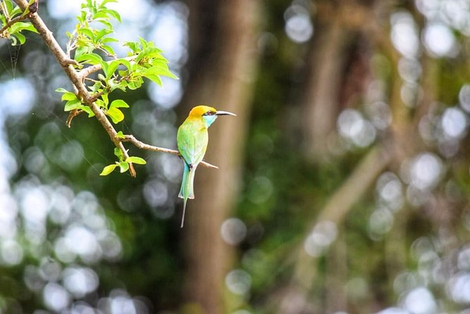 Safari Tour in Udawalawa National Park - Why This Tour Works Well