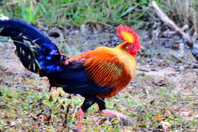 Safari Tour in Udawalawa National Park - FAQ