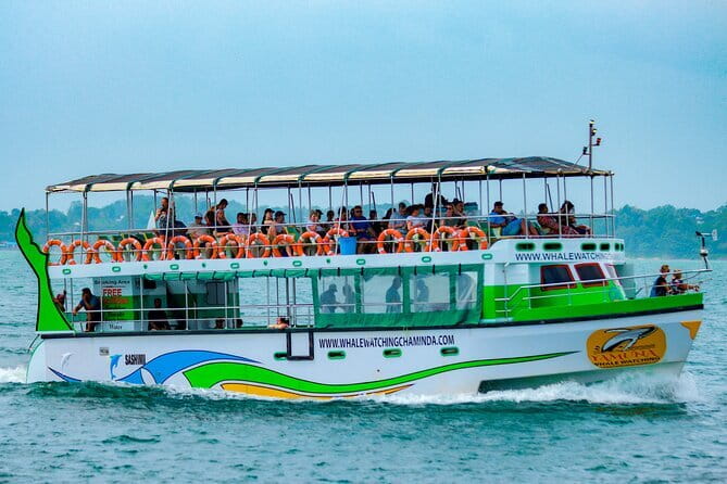 Great Whales Education Programe Dolphins and Whales are in SL - Final Thoughts: Is It Worth It?