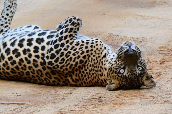 Mirissa, Weligama, Ahangama Transfer to Ella and Udawalawa Safari - FAQ