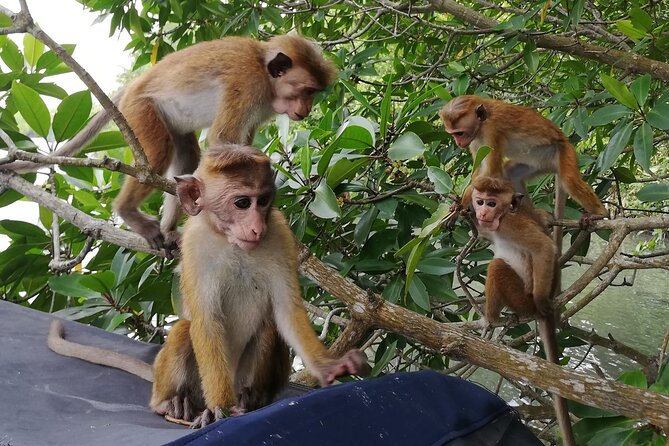 Koggala Lake Safari: Monkeys, Wildlife & Cinnamon Island Visit - Key Points