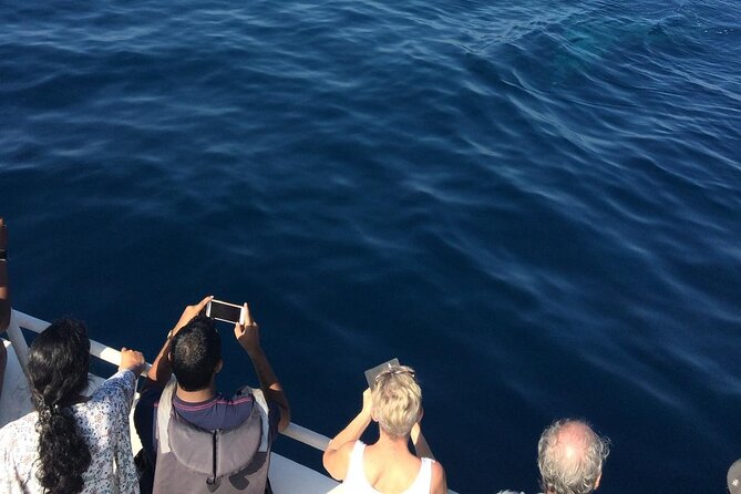 Mirissa Whale & Dolphin Watching Cruise with Geeths Crew - Authentic Insights & Review Highlights
