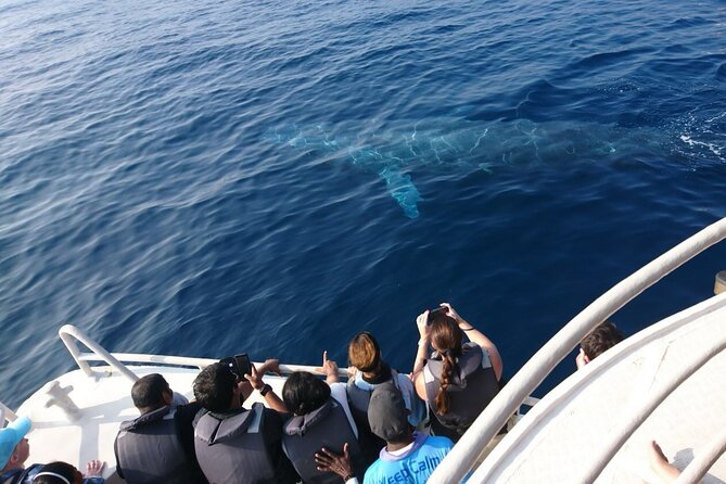 Mirissa Whale & Dolphin Watching Cruise with Geeths Crew - The Experience: What to Expect on the Tour