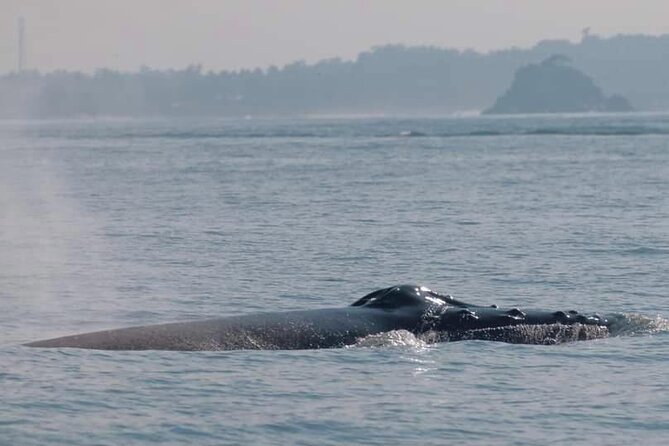 Mirissa Whale & Dolphin Watching Cruise with Geeths Crew - FAQ