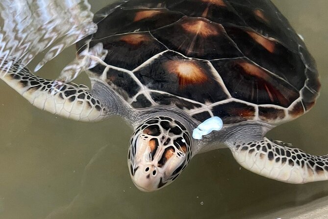 Koggala Secrets - Final Thoughts