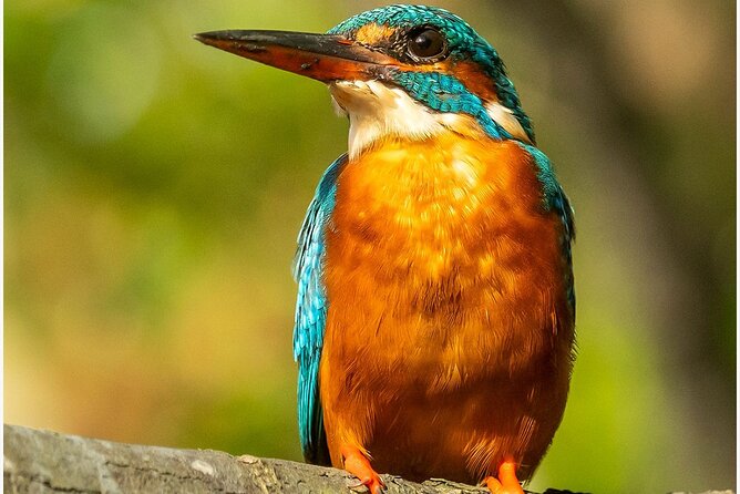 Koggala Lake Boat Safari with Malish - Who Will Love This Tour?