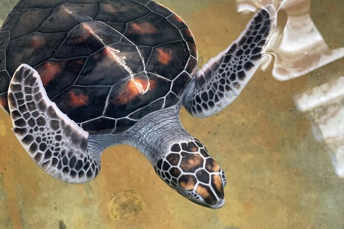 Galle Day Tour with Turtle Hatchery & River Boat Safari - FAQ: Practical Questions Answered