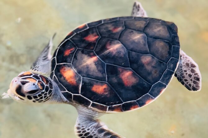 Galle Day Tour with Turtle Hatchery & River Boat Safari - Key Points