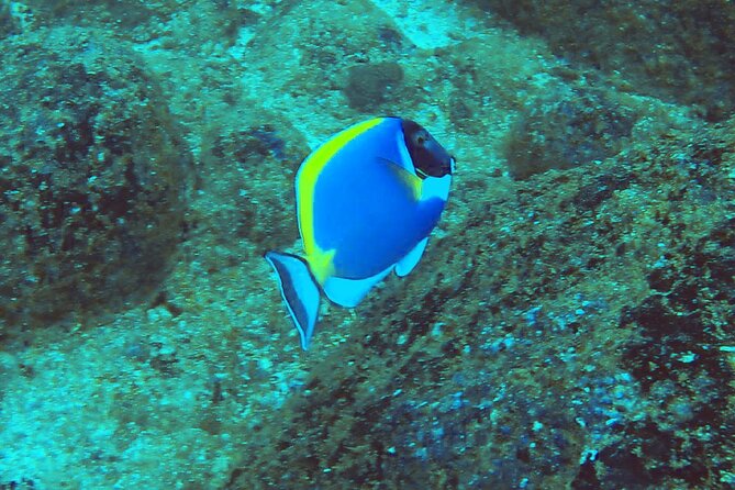 Mirissa Snorkeling Experience with Turtles - What makes this tour special?