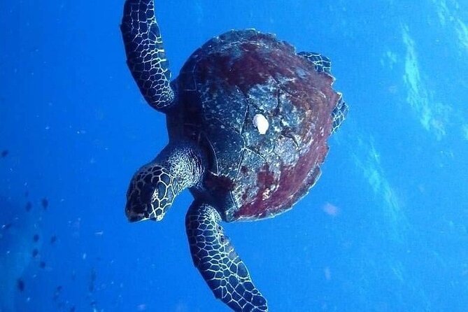 Mirissa Snorkeling Experience with Turtles - Practical Details and Considerations