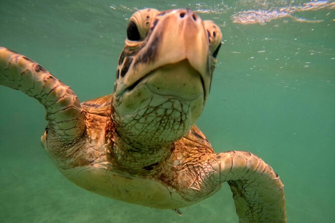 Mirissa Snorkeling Experience with Turtles - Is it suitable for beginners?