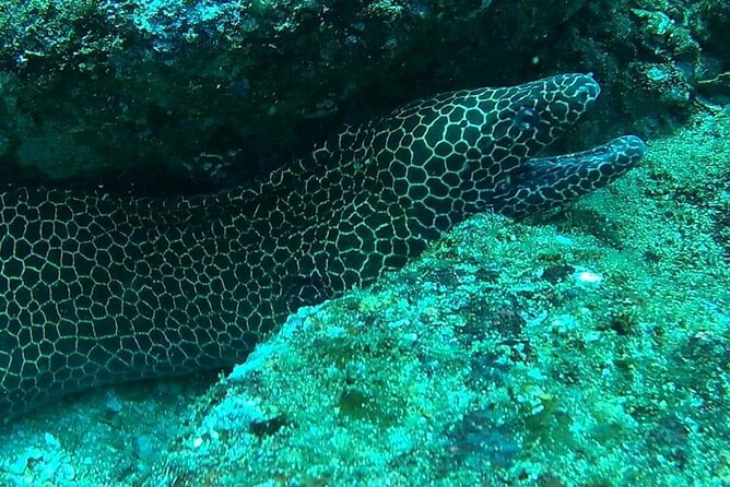 Mirissa Snorkeling Experience with Turtles - Gear and extras