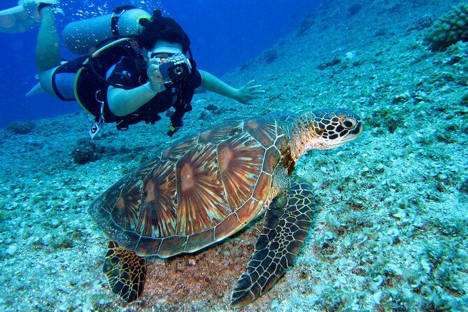 Mirissa Snorkeling Experience with Turtles - Key Points