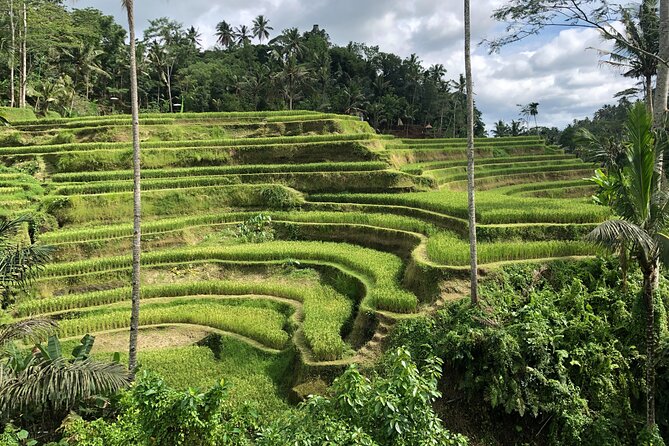 Full-Day Highlights and Best of Ubud Village - Key Points