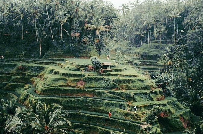 The Best Ubud Experience in a Full-Day Private Tour - Free WIFI - Final Thoughts