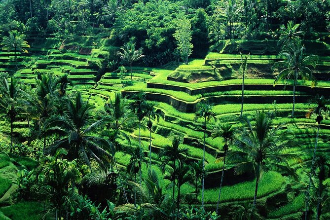 Full day Ubud tour Rafting and Rice Terrace with Monkey Forest - What’s Included and What’s Not