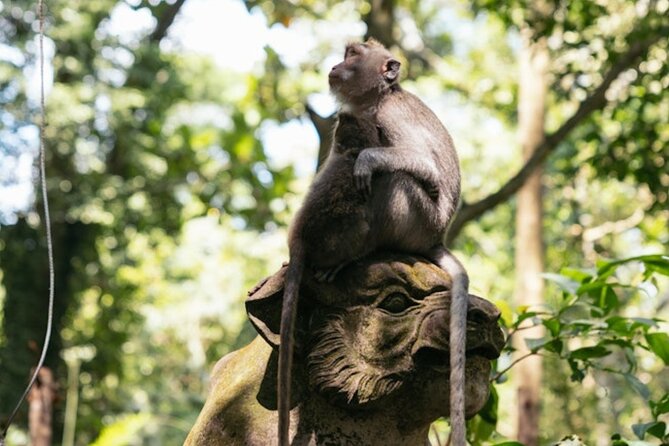 Private Ubud Day Tour Waterfalls Sacred Monkeys and Rice Fields - A Closer Look at the Itinerary: What Makes Each Stop Special