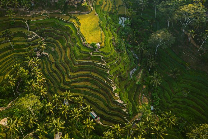 Best Ubud Highlights - Private Day Tour - A Deep Dive into the Tour Experience