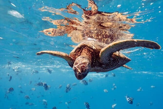 Blue Lagoon Snorkeling with Lunch and Transport - Why This Tour Stands Out