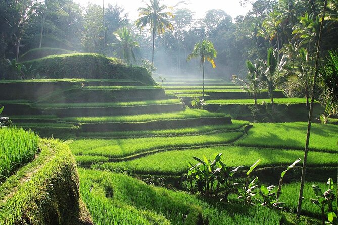 Ubud Monkey Forest Water Temple Waterfall and Rice Terrace - The Sum Up