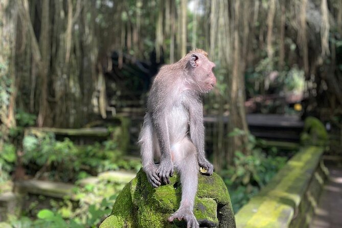 Best of Ubud Sightseeing Private All Inclusive Tour - The Value Proposition