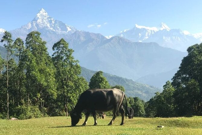 Australian Camp Trek - A beautiful short day hike from Pokhara - The Mountain Views