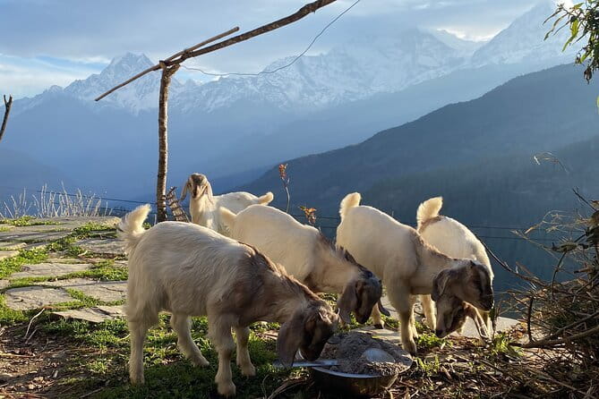 Private Tour Local Culture and The View of Mohare Danda - Good To Know