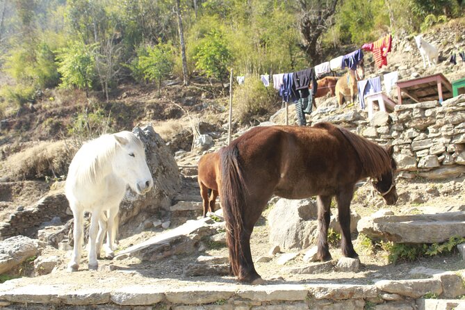 7 Days Tour on Poon Hill Trek and Chitwan Jungle Safari - Exploring the Poon Hill Trek