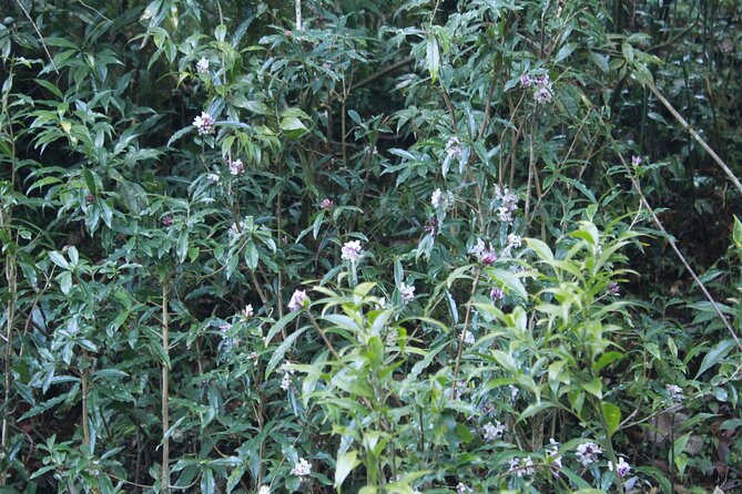 7 Days Tour on Poon Hill Trek and Chitwan Jungle Safari - Final Thoughts