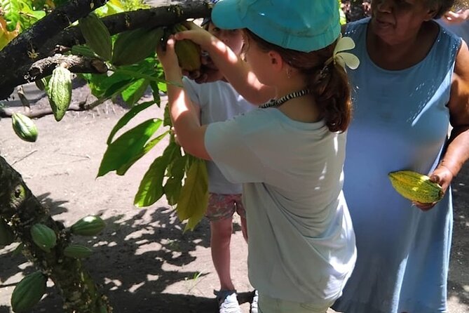 The Solomon Chocolate trail - The Solomon Chocolate Trail: A Sweet Dive into Cocoa Culture