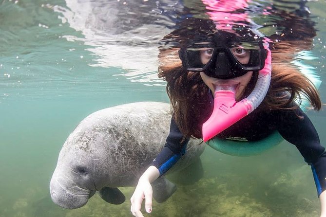 Most Popular 3hr Manatee Swim Tour + In-Water Guide! - An Authentic Manatee Encounter in Crystal River
