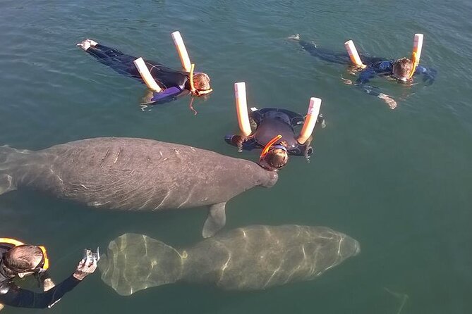 Most Popular 3hr Manatee Swim Tour + In-Water Guide! - Final Thoughts: Who Is This Tour Best For?