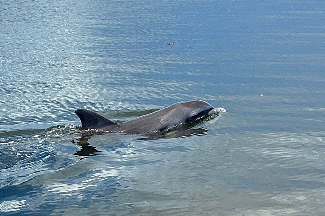 Fast & More Airboat Tour - An In-Depth Look at the Tour Experience
