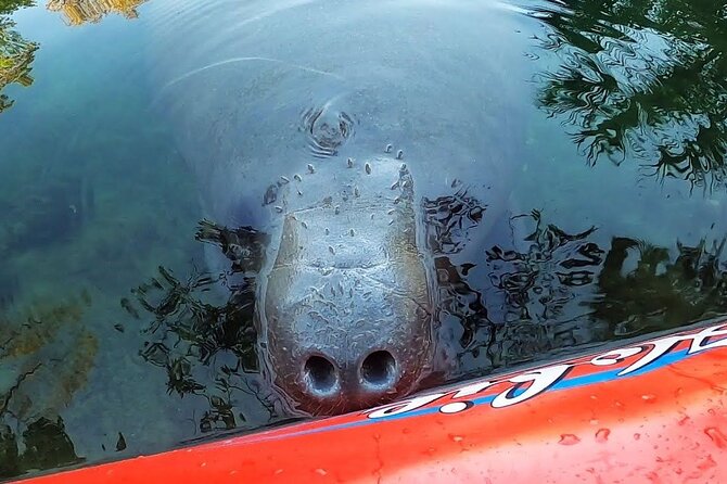 Private Chassahowitzka River Exploration kayak tour - Who Will Love This Tour?