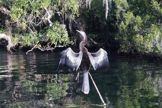 Private Chassahowitzka River Exploration kayak tour - The Value of This Experience