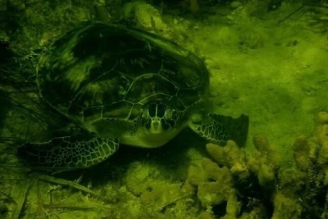 Ultimate Private Scalloping Adventure in Crystal River - How the Tour Is Structured