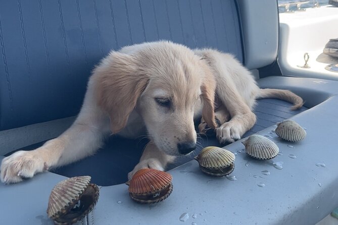 Ultimate Private Scalloping Adventure in Crystal River - Final Thoughts: Who Is This Tour Best For?