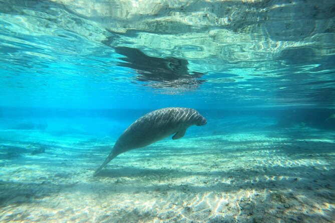 Guided Semi-Private Snorkel Tour (w/ FREE Photos!) - Who Is This Tour Best For?