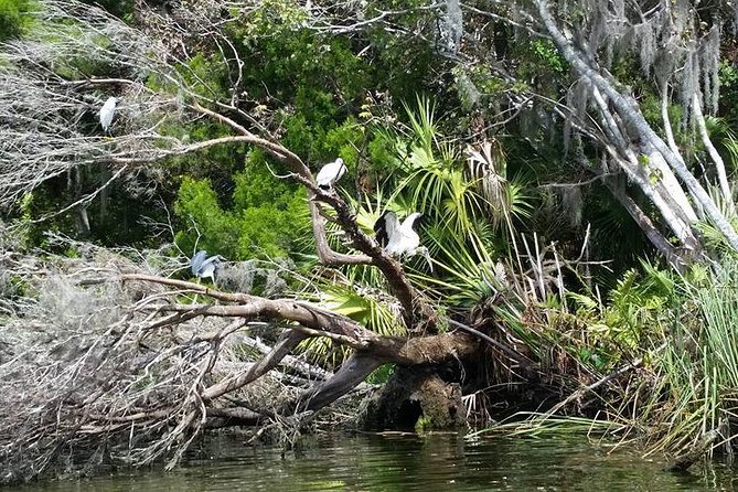 Plantation's Kings Bay Scenic Cruise - Wildlife and Nature Highlights