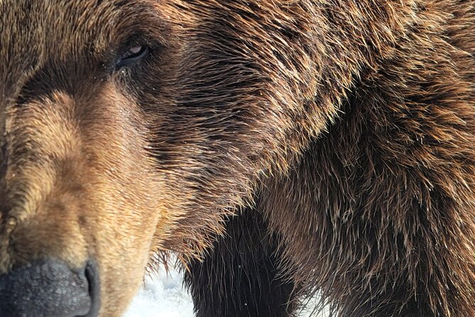 Port Whittier Day Tour - Wilderness, Wildlife & Ring of Glaciers - Final Thoughts