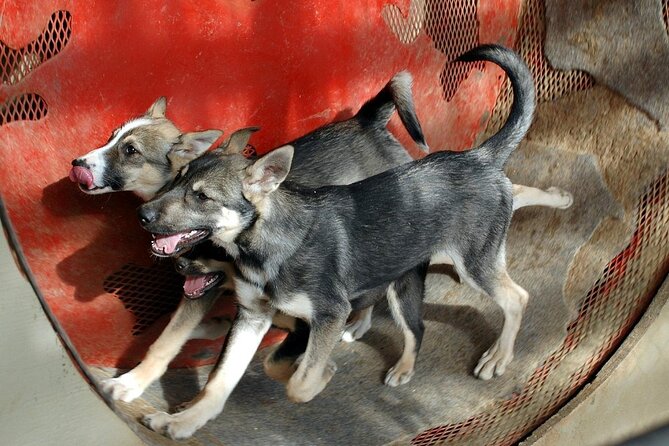 Snuggle Puppies and Learn about the Iditarod - What Youll See and Do