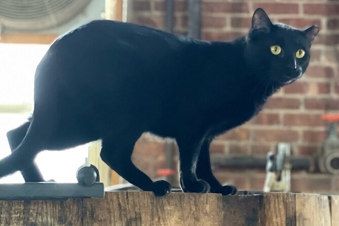 Top Shelf Distillery Tour - What to Expect from the Experience