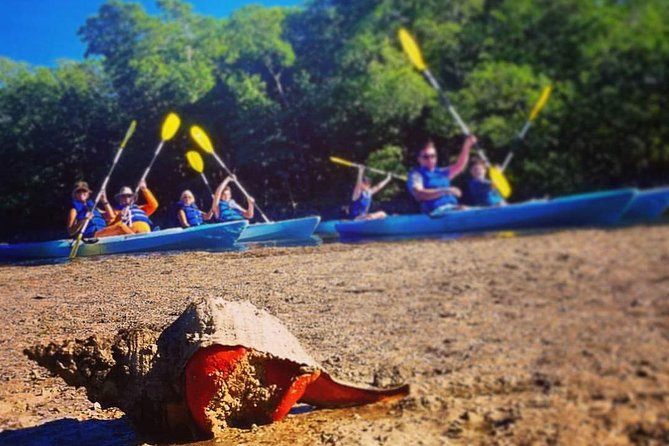 Mangrove Tunnels & Mudflats Kayak Tour - Local Biologist Guides - FAQ (Frequently Asked Questions)